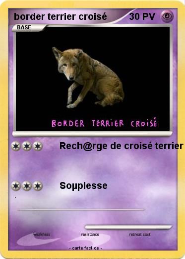 Pokemon border terrier croisé