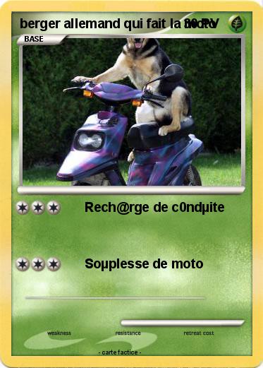 Pokemon berger allemand qui fait la moto