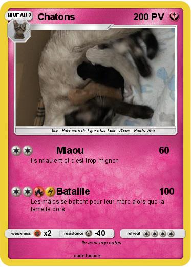 Pokemon Chatons