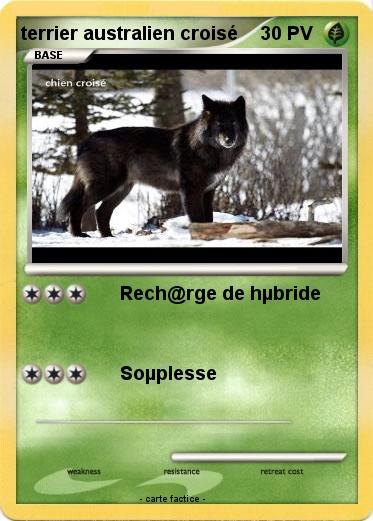 Pokemon terrier australien croisé