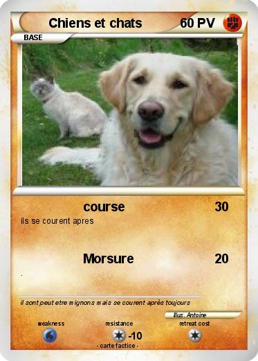 Pokemon Chiens et chats