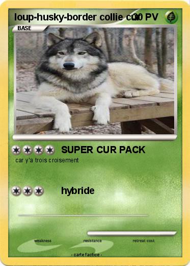 Pokemon loup-husky-border collie cur