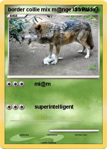 Pokemon border collie mix m@nge la viande