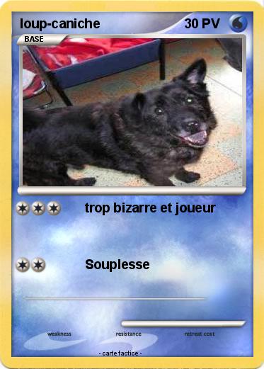 Pokemon loup-caniche