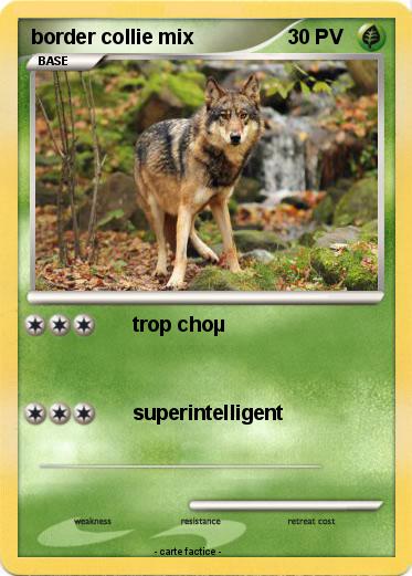 Pokemon border collie mix