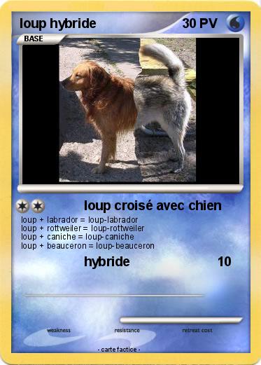 Pokemon loup hybride
