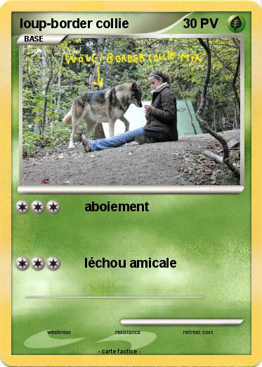 Pokemon loup-border collie