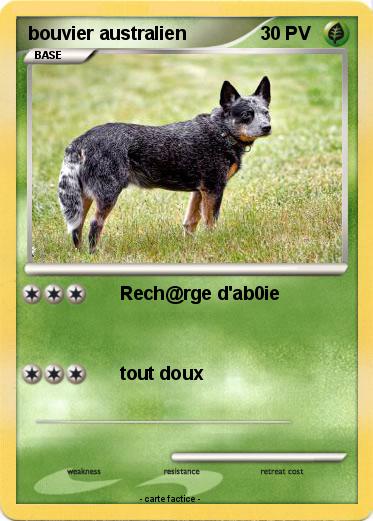 Pokemon bouvier australien