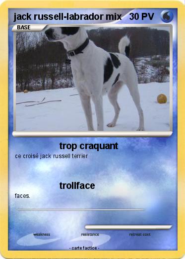 Pokemon jack russell-labrador mix