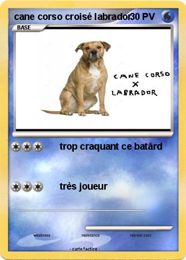 Pokemon cane corso croisé labrador