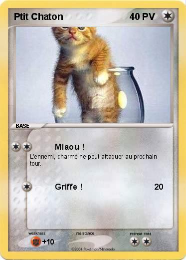 Pokemon Ptit Chaton