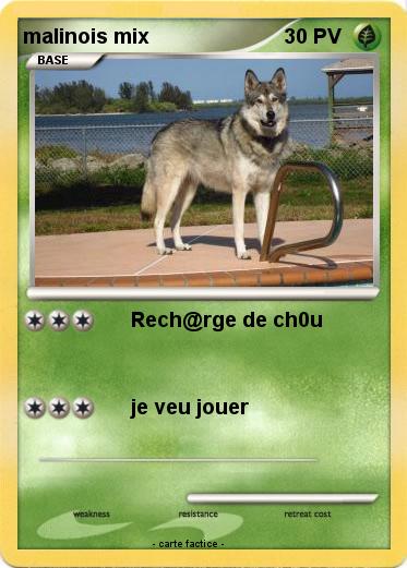 Pokemon malinois mix