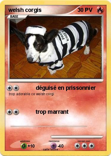 Pokemon welsh corgis