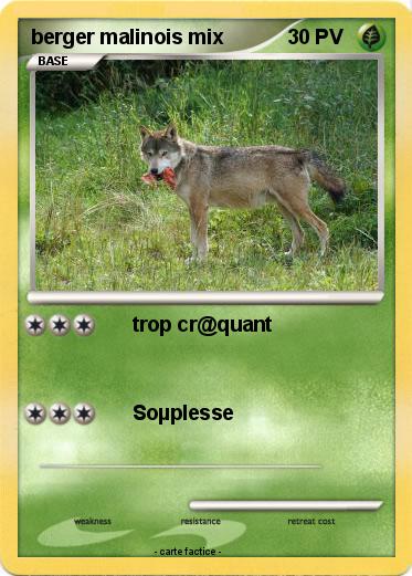 Pokemon berger malinois mix