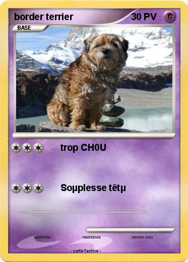 Pokemon border terrier