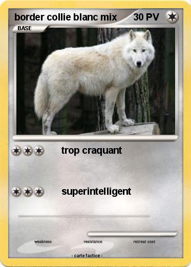 Pokemon border collie blanc mix