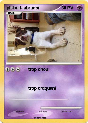 Pokemon pit-bull-labrador