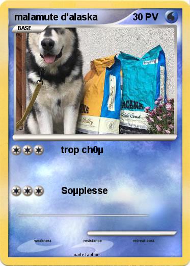 Pokemon malamute d'alaska