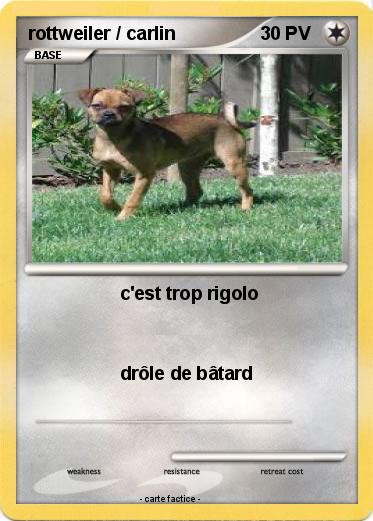 Pokemon rottweiler / carlin