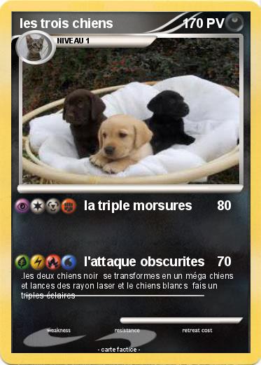 Pokemon les trois chiens