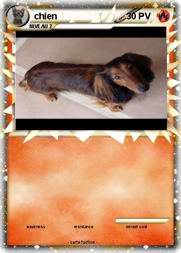 Pokemon chien