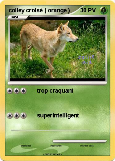 Pokemon colley croisé ( orange )