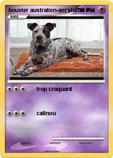 Pokemon bouvier australien-am'staffie mix