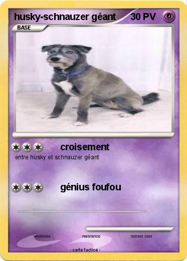 Pokemon husky-schnauzer géant