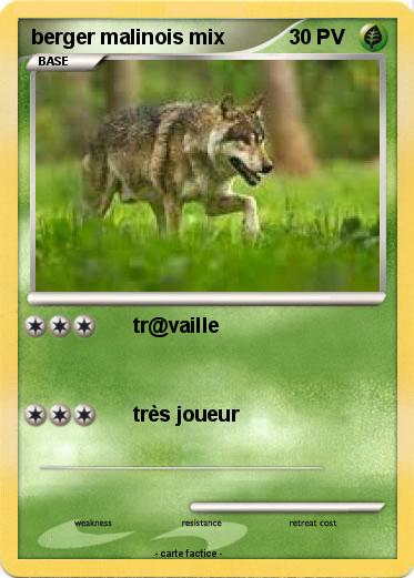 Pokemon berger malinois mix