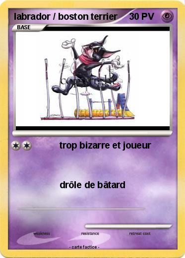 Pokemon labrador / boston terrier