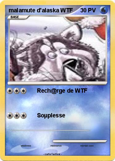 Pokemon malamute d'alaska WTF