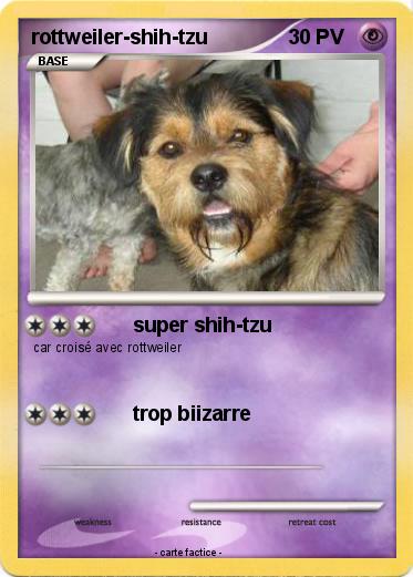 Pokemon rottweiler-shih-tzu