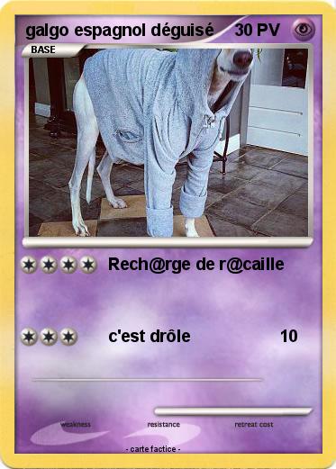 Pokemon galgo espagnol déguisé