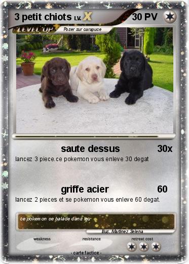 Pokemon 3 petit chiots