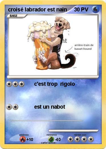Pokemon croisé labrador est nain