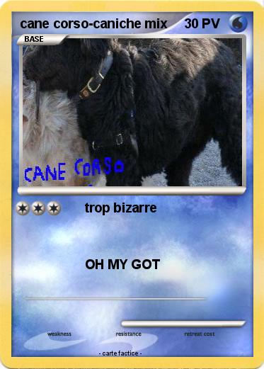 Pokemon cane corso-caniche mix