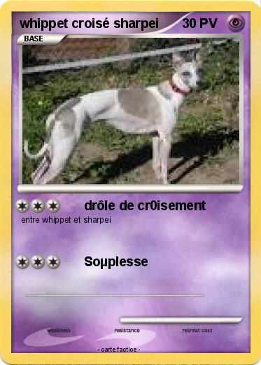 Pokemon whippet croisé sharpei