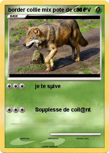 Pokemon border collie mix pote de colle