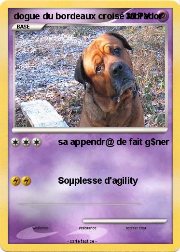 Pokemon dogue du bordeaux croisé labrador