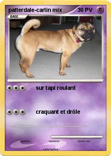 Pokemon patterdale-carlin mix