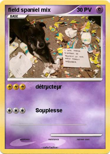 Pokemon field spaniel mix