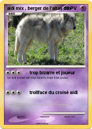 Pokemon aïdi mix , berger de l'altas mix