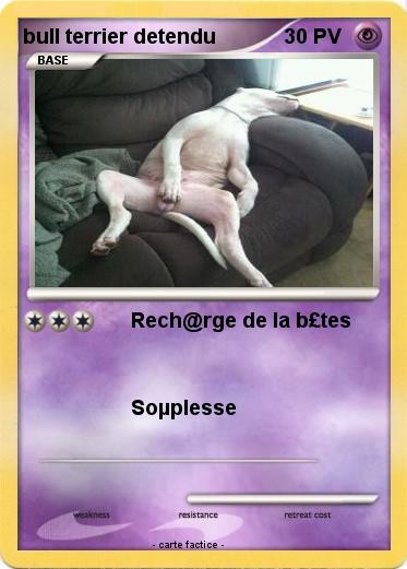 Pokemon bull terrier detendu