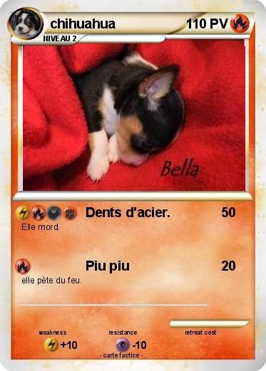 Pokemon chihuahua
