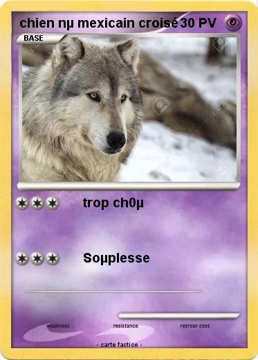Pokemon chien nµ mexicain croisé
