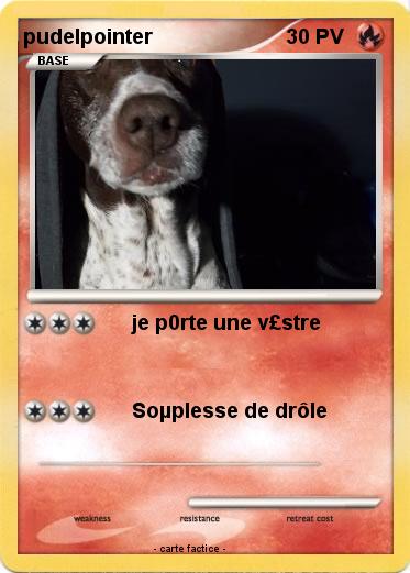 Pokemon pudelpointer