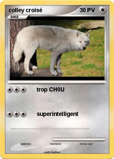 Pokemon colley croisé