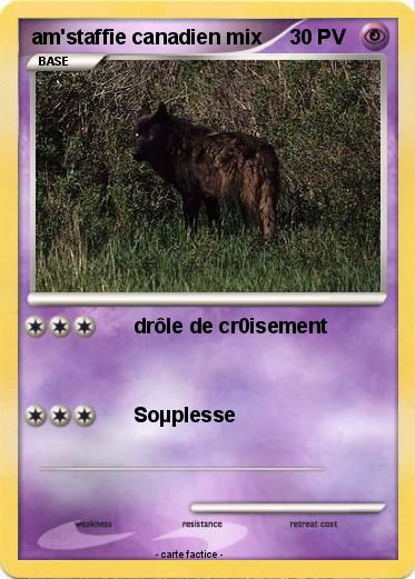 Pokemon am'staffie canadien mix