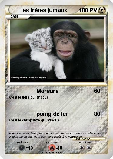 Pokemon les frères jumaux