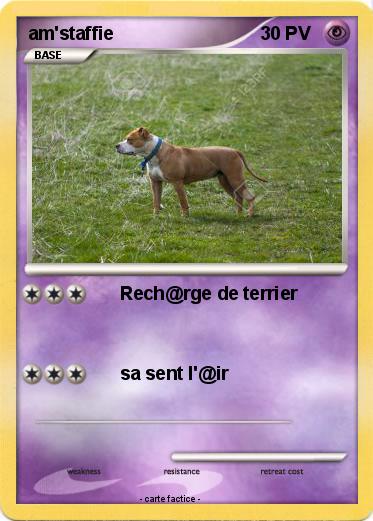 Pokemon am'staffie